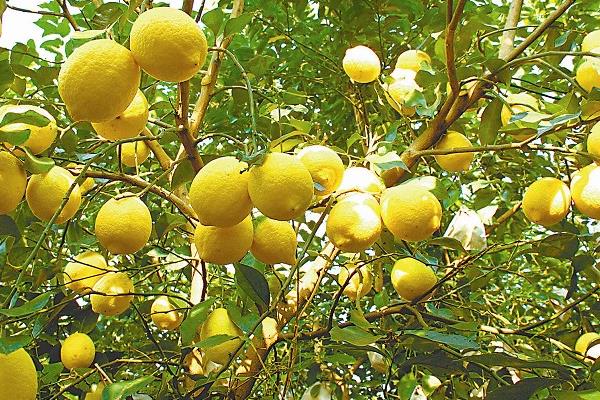 如何给结果柠檬树施肥