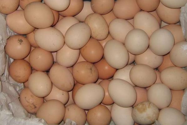 土鸡蛋多少钱一斤？
