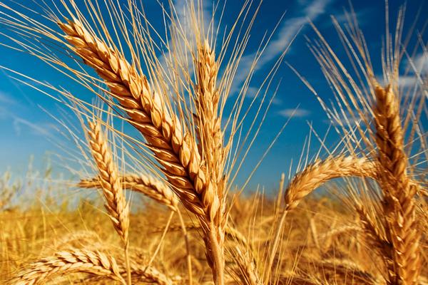 小麦粉和面粉的区别是什么？