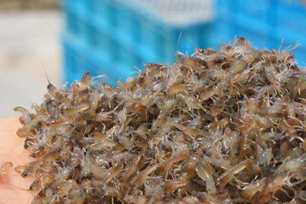 澳洲龙虾苗价格价格多少钱一斤？