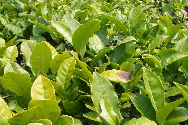 2018种茶树赚钱吗？茶树种植的利润与投资成本及前景预测