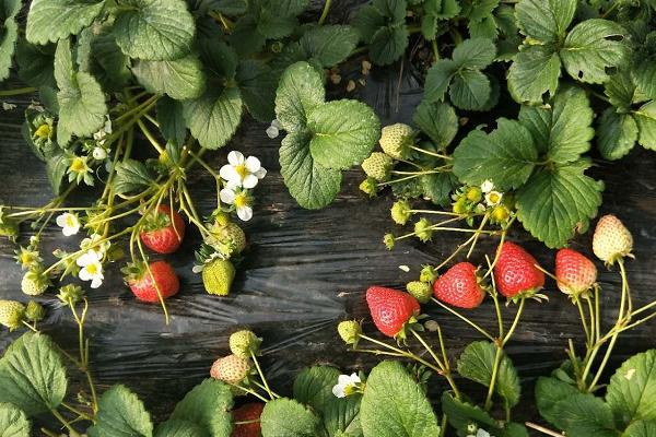 大棚草莓施肥诀窍