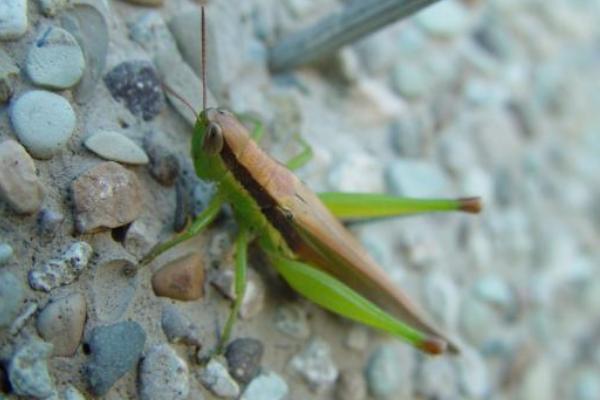 最大的蝗虫是什么品种？