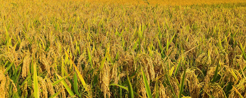 垦稻31水稻品种介绍，具耐冷性和抗稻瘟病性