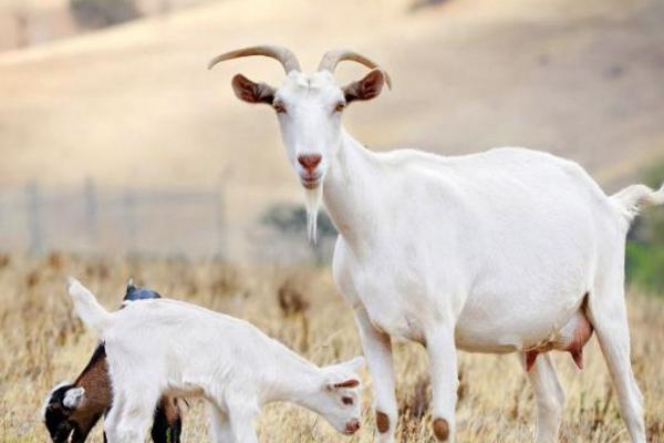 奶山羊市场价格多少钱一只 奶山羊养殖前景分析