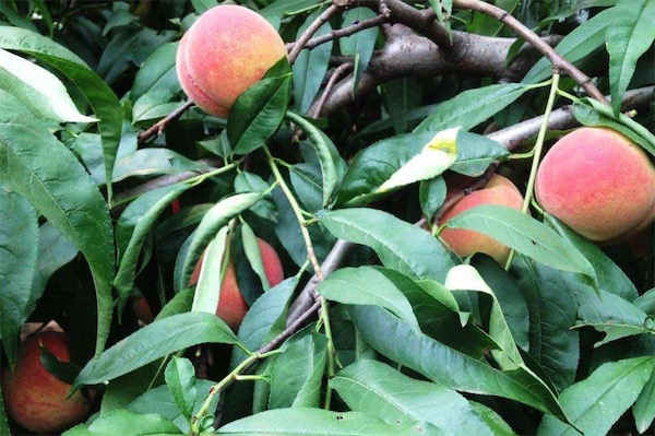 桃树专用肥有哪些