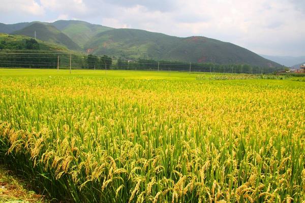 水稻是单子叶还是双子叶 杂交水稻可以留种吗