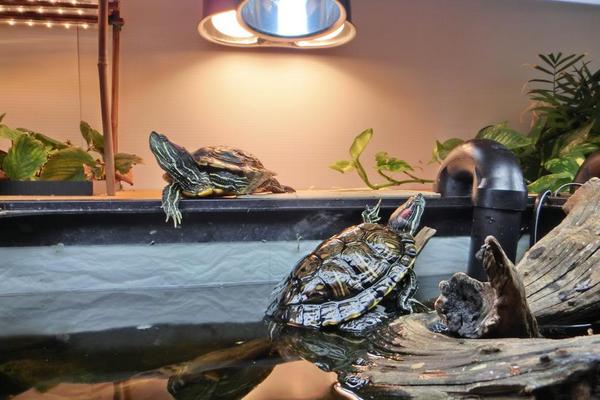 养乌龟有什么说法和讲究？
