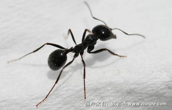 蚂蚁的养殖技术
