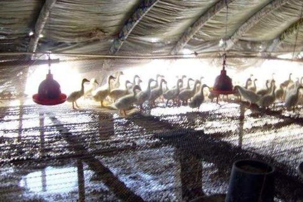 肉鸭养殖大棚建设方案 肉鸭大棚养殖的管理技术