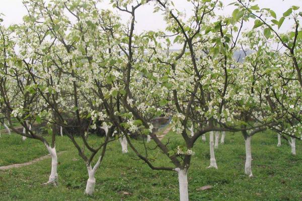 梨树种植季节