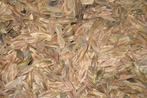 杜仲种子市场价格多少钱一斤 杜仲种子播种技术