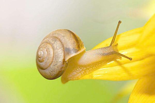 蜗牛怕水吗 蜗牛能在水里生活吗
