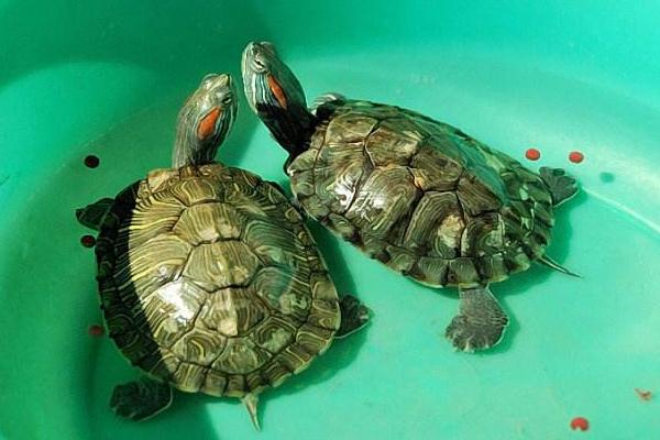 地乌龟养殖技术 地乌龟的养殖方式