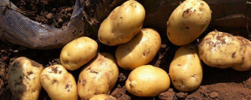 马铃薯追肥时间，用什么肥料更好