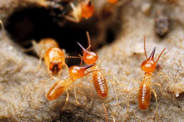 蚂蚁能活多久 蚂蚁最怕什么气味