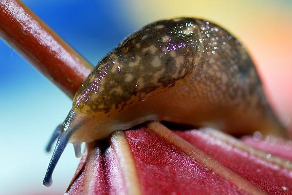 没有壳的蜗牛叫什么 世界上最大的蜗牛是什么