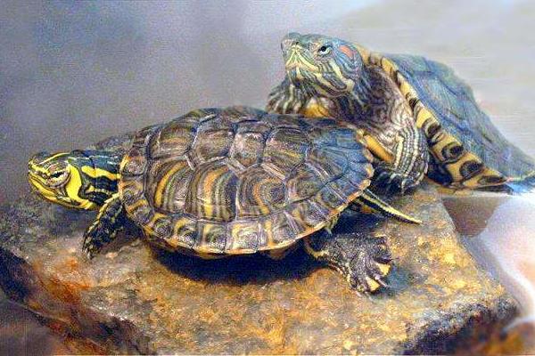 宠物乌龟品种有哪些 宠物乌龟怎么挑选