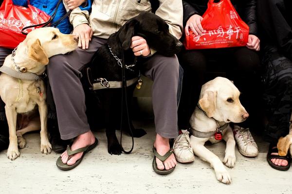 导盲犬市场价格多少钱一只 导盲犬可以上飞机吗