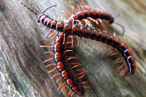 千足虫和蜈蚣的区别是什么？