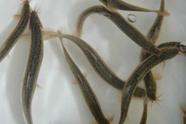 黄鳝和泥鳅的区别是什么 泥鳅和黄鳝能一起养吗