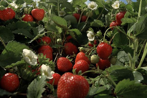 教你如何大棚种草莓