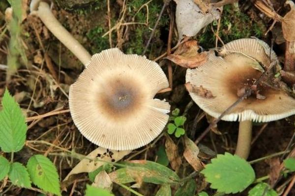 蘑菇功效与作用及禁忌 蘑菇营养价值