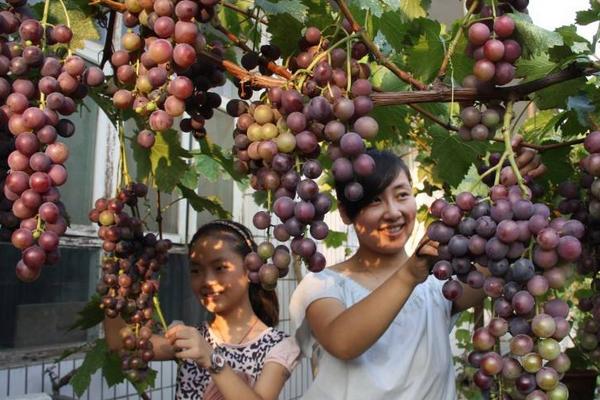 种一亩葡萄能赚多少钱？种葡萄的成本和利润