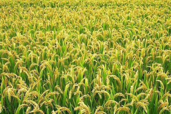 常见的稻谷种子品种有哪些