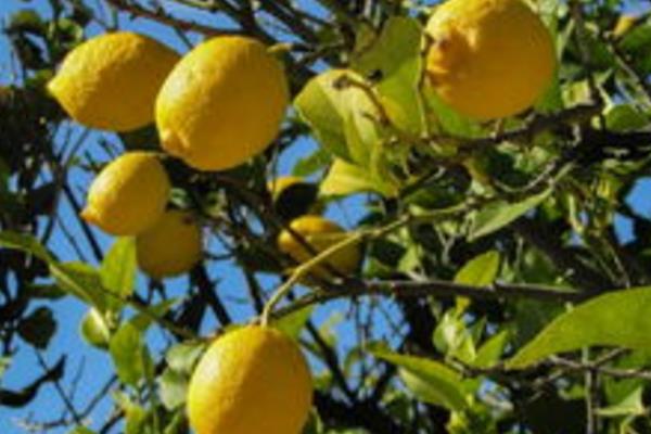如何给结果柠檬树施肥