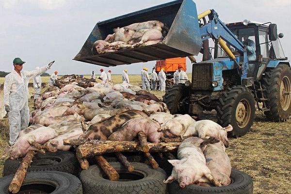 感染非洲猪瘟的猪能熬过去吗？必须全面捕杀