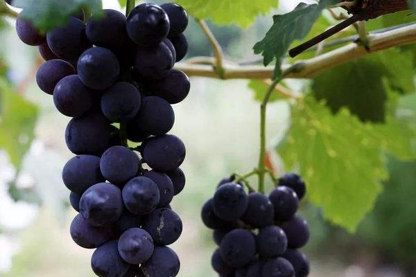 新品种葡萄苗什么品种好，近年好卖的葡萄品种有哪些