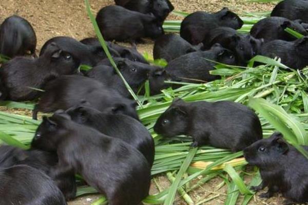 养殖黑豚繁殖的方法