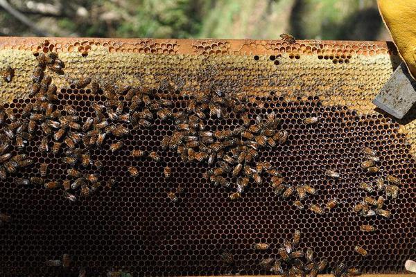 养蜂如何防马蜂？