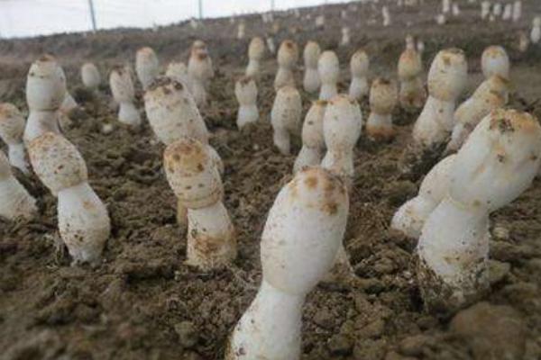鸡腿菇种植技术 鸡腿菇生长周期