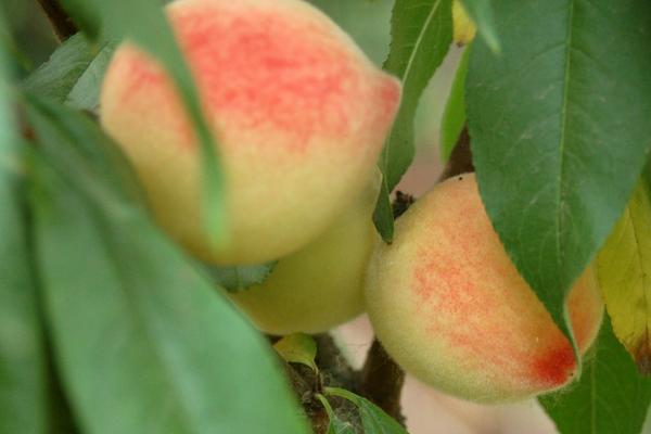 2018种桃树赚钱吗？桃树种植的利润与投资成本及前景预测