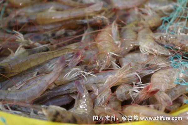基围虾养殖技术