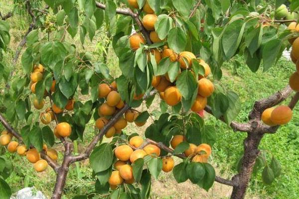 杏树种植的方法和技巧