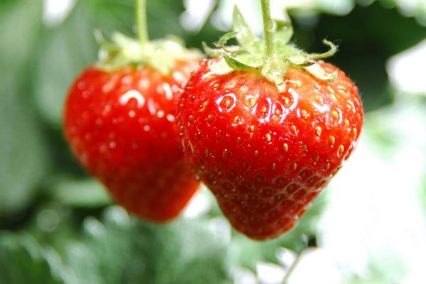 草莓壮阳吗