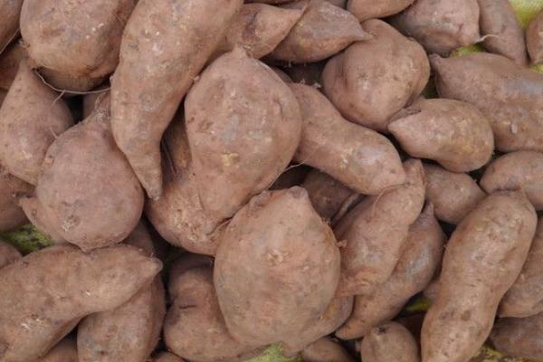 红薯批发价格多少钱一斤？