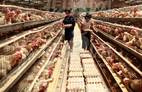 2016蛋鸡养殖前景及市场价格行情分析