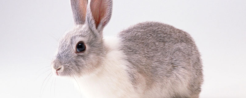 长毛兔和垂耳兔的区别