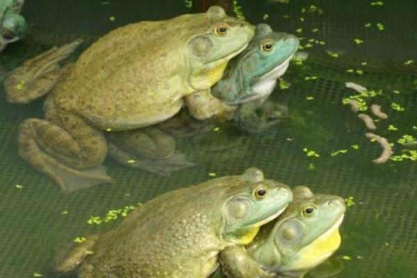 牛蛙可以当宠物养吗 牛蛙的养殖技术