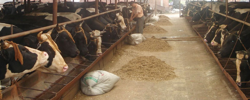 养殖肉牛的饲料配方，主要有青年牛育肥和架子牛育肥