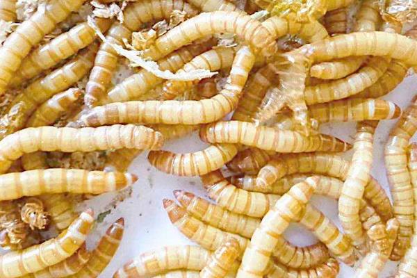 黄粉虫规模化养殖需要的基本设备