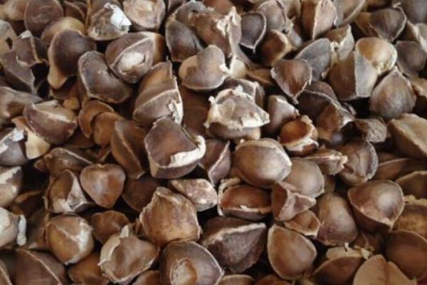 天麻籽市场价格多少钱一斤