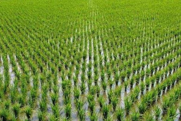 垦稻31水稻品种介绍