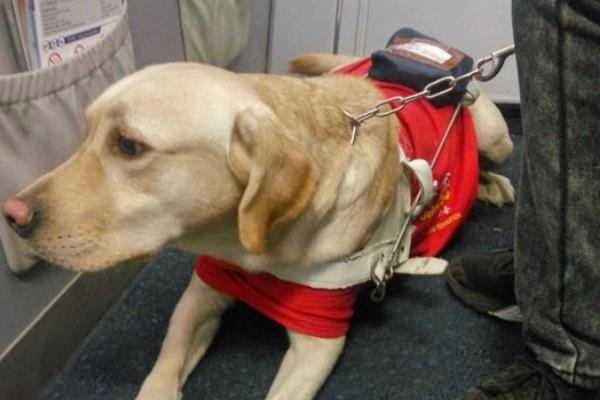 导盲犬市场价格多少钱一只 导盲犬可以上飞机吗