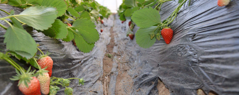 大棚草莓施肥诀窍，施肥方式直接关乎到产量及品质