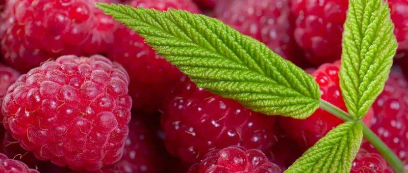 树莓酒制作方法